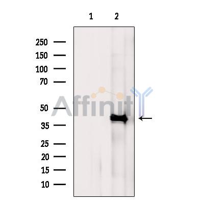 Валидация Affinity AF5339 - 2926