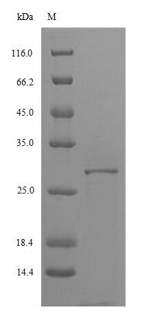 SDS-PAGE