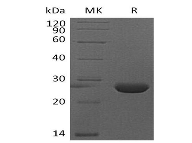 Валидация Elabscience PKSM041022(4954)