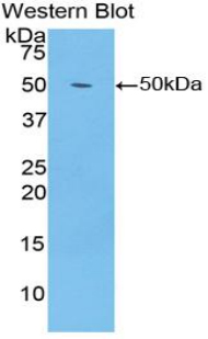 47620