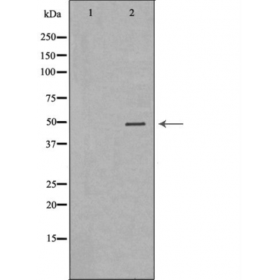 Валидация Affinity DF6051 - 17265