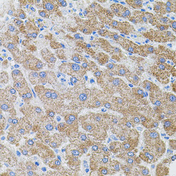 Валидация Elabscience E-AB-67781