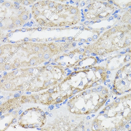 Иммуногистохимия, Caspase-8, ткань почки мыши