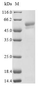SDS-PAGE