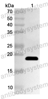 Валидация AntibodySystem PHA40301
