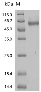 SDS-PAGE