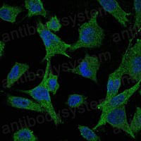 Валидация IF - AntibodySystem RHE92202