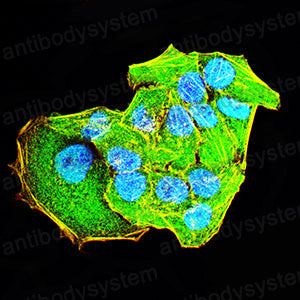 Валидация IF - AntibodySystem RHN87402