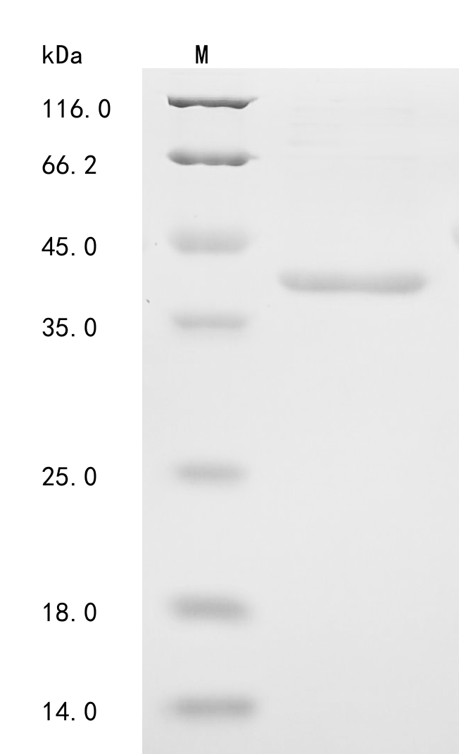 SDS-PAGE
