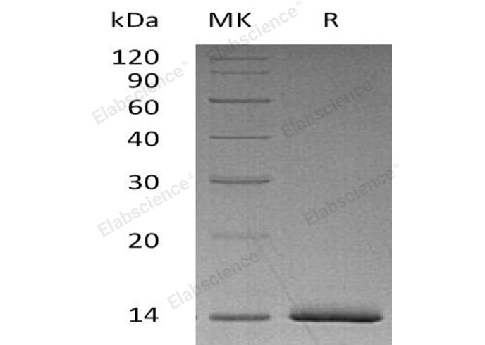 Валидация Elabscience PKSH032405(2886)