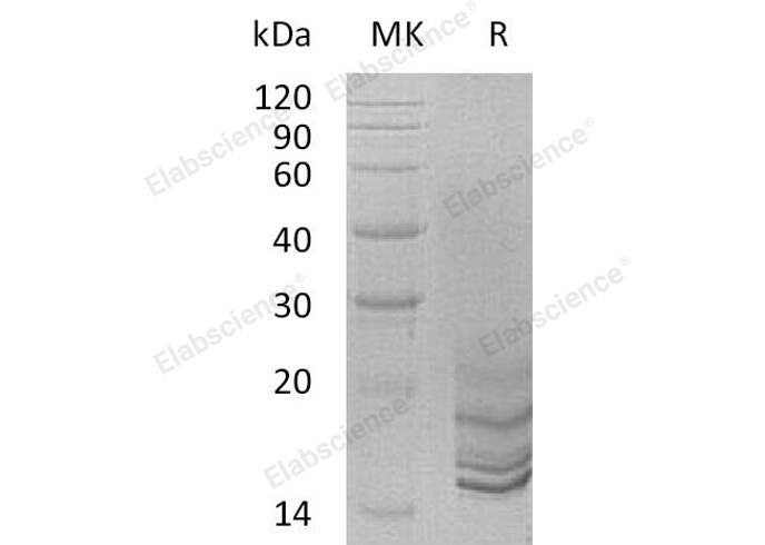 Валидация Elabscience PKSH032936(3331)