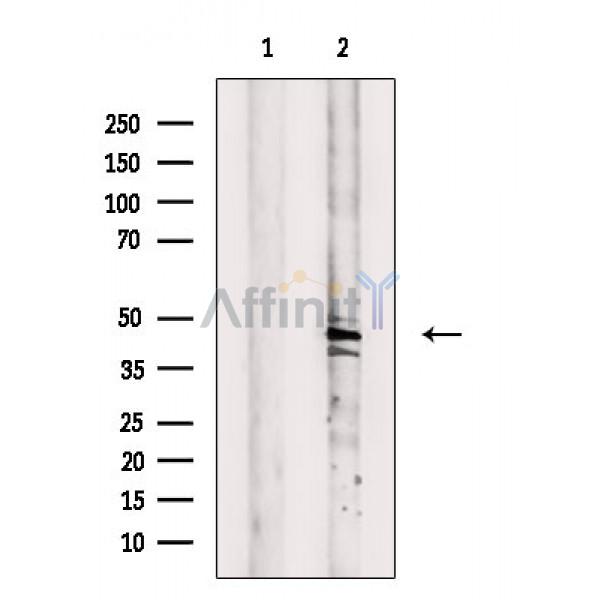 Валидация Affinity DF3831 - 14961