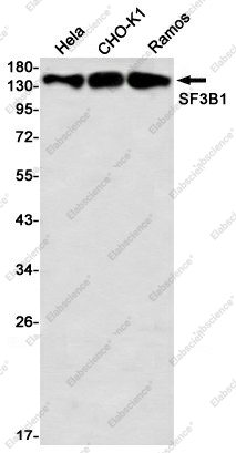 Вестерн-блоттинг, SF3B1, клетки HeLa, CHO-K1, C6, Ramos