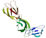 Putative Neuronal Cell Adhesion Molecule (PUNC) Putative Neuronal Cell Adhesion Molecule (PUNC)