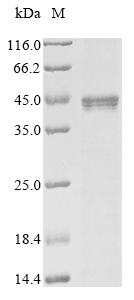 SDS-PAGE