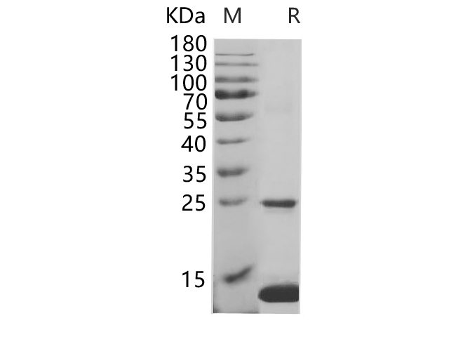 Валидация Elabscience PDEH100686(164)