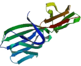 Lymphocyte Function Associated Antigen 2 (LFA2) Lymphocyte Function Associated Antigen 2 (LFA2)