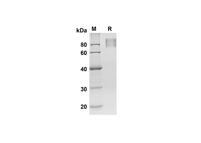 Валидация Elabscience PDMH100273(896)