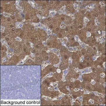 Валидация AntibodySystem RHE74202
