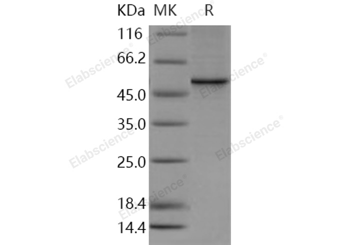 Валидация Elabscience PKSH030931(1756)