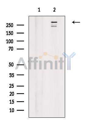 Валидация Affinity DF4285 - 15695