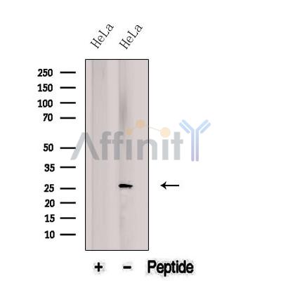 Валидация Affinity DF12569 - 7178