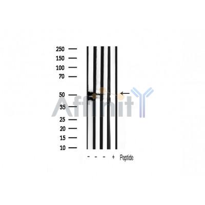 Валидация Affinity AF6335 - 3609