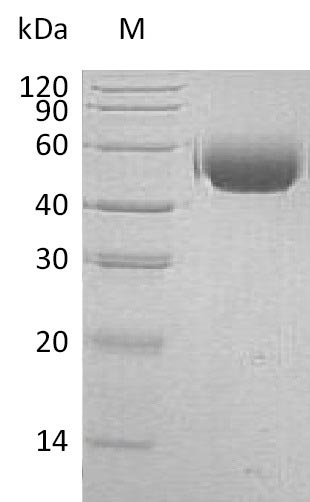 SDS-PAGE