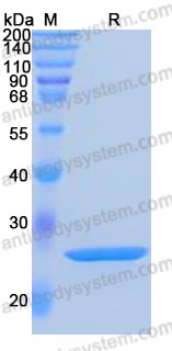 Валидация AntibodySystem AHC40301