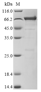 SDS-PAGE