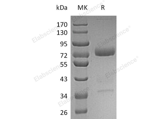 Валидация Elabscience PKSH032745(3172)