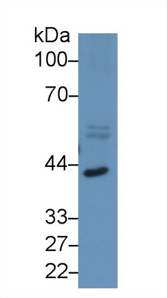 13339