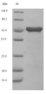 SDS-PAGE