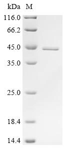 SDS-PAGE
