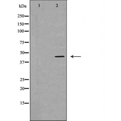 Валидация Affinity DF7096 - 18741