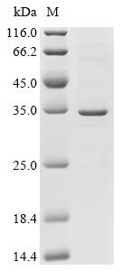 SDS-PAGE