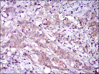 Валидация AntibodySystem RHH28304 (3252)