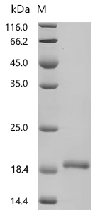 SDS-PAGE
