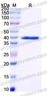 YHG62001, SDS-PAGE
