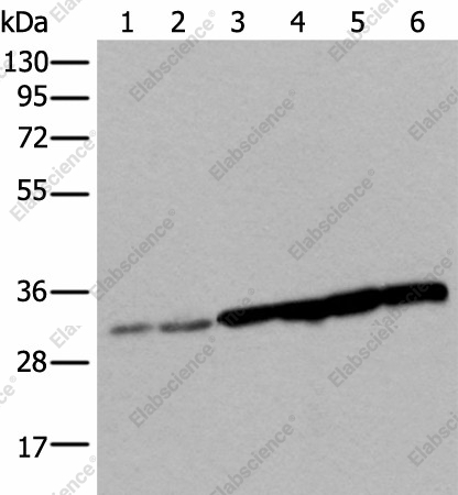 Вестерн-блоттинг, SNRPA, клетки 293T, HeLa, HEPG2 и A549