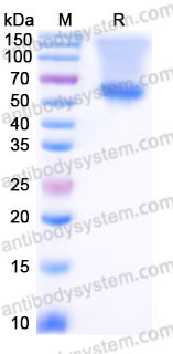 EHC27002, SDS-PAGE