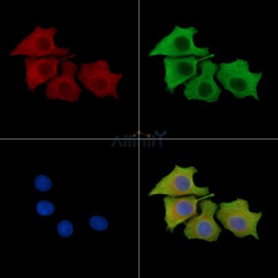 Валидация Affinity DF14977 - 11177