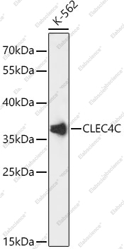 Вестерн-блоттинг, CLEC4C, клетки K-562