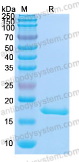 Валидация AntibodySystem AMB95601