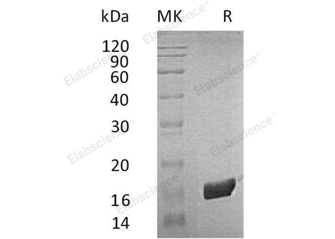 Валидация Elabscience PKSH032875(3280)