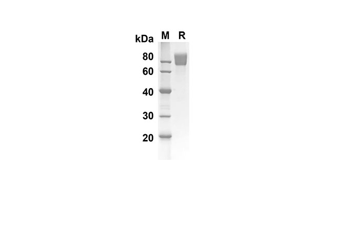 Валидация Elabscience PDMH100219(846)
