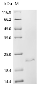 SDS-PAGE