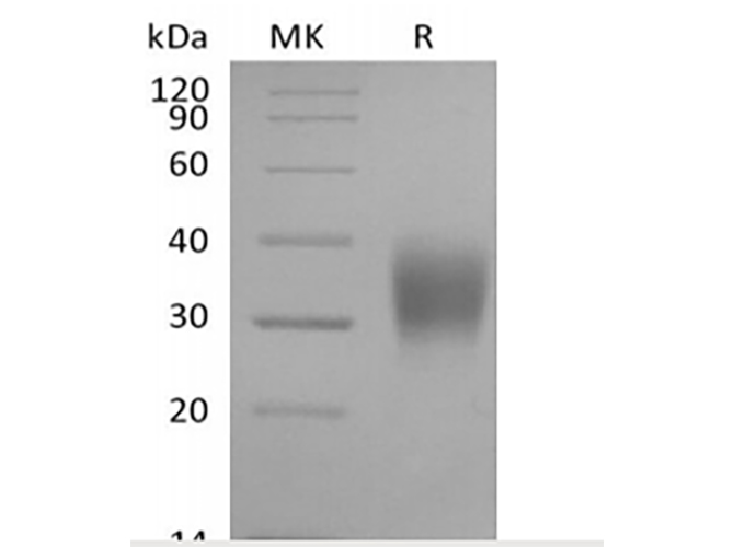 Валидация Elabscience PKSQ050099(5468)