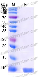 YHC79103, SDS-PAGE