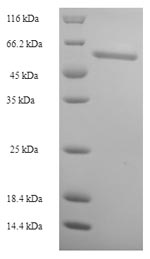 SDS-PAGE